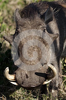 Warthog male with long tusks, Masai Mara