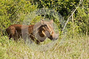 Warthog male in thick bush