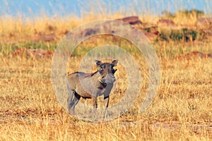 Warthog, Masai Mara