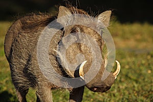 Warthog, Masai Mara, Kenya