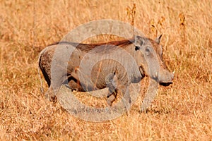 Warthog, Masai Mara photo