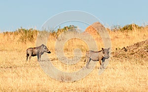 Warthog, Masai Mara