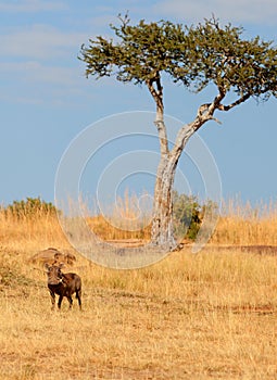 Warthog, Masai Mara
