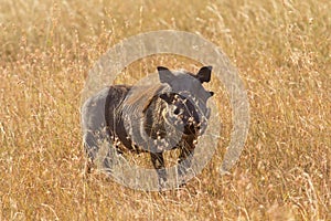 Warthog, Masai Mara