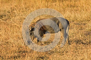 Warthog, Masai Mara