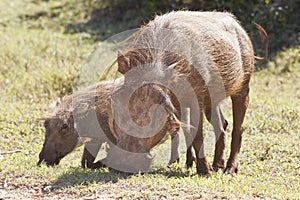 Warthog mother and child grazing