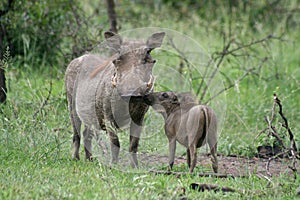 Warthog mother with oyung