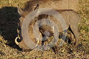 Warthog mother with piglet, Masai Mara