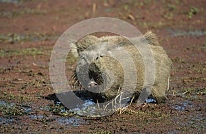 Warthog in mud