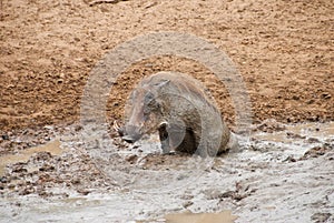 Warthog in mud