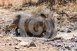 Warthog Mud Bath