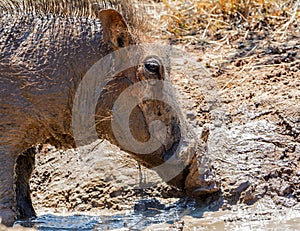 Warthog Mud Bath