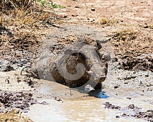 Warthog Mud Bath