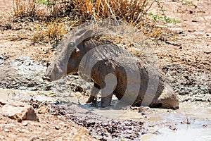 Warthog Mud Bath