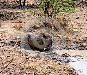 Warthog Mud Bath