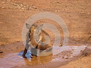 Warthog mud tusks brown stare