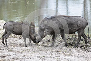 Warthog with piglet near waterhole in Botswana photo