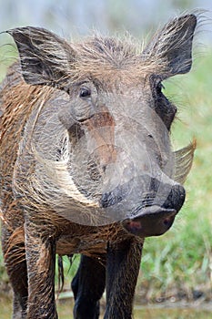 Warthog, Murchison Falls National Park, Uganda