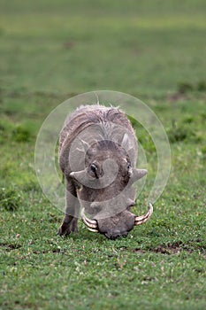 Warthog in national park