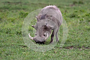 Warthog in national park