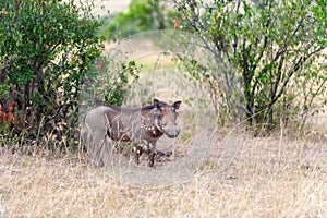 Warthog on the National Park, Kenya