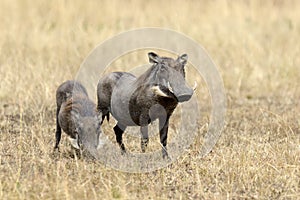 Warthog on the National Park, Kenya