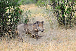 Warthog on the National Park, Kenya