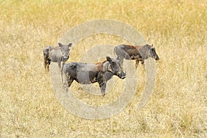 Warthog on the National Park, Kenya