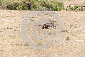 Warthog on the National Park of Kenya. Africa