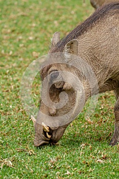 warthog national parks of namibia between desert and savannah