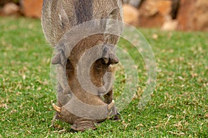 Warthog national parks of namibia between desert and savannah