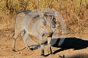 Warthog in natural habitat