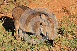 Warthog in natural habitat