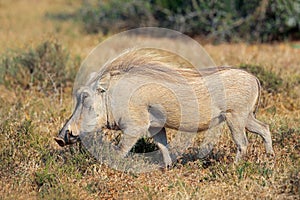 Warthog in natural habitat