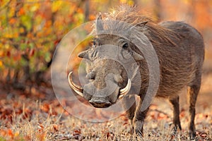 Warthog in natural habitat