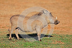 Warthog in natural habitat, Addo Elephant National Park, South Africa