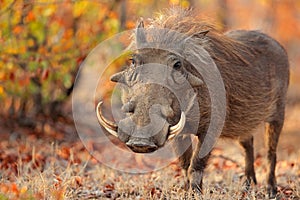 Warthog in natural habitat photo
