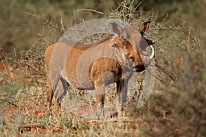 Warthog in natural habitat - South Africa