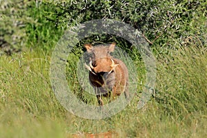 Warthog in natural habitat - South Africa