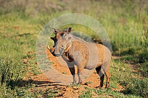 Warthog in natural habitat - South Africa