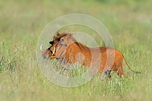 Warthog in natural habitat - South Africa
