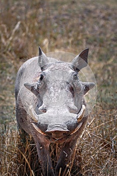 Warthog, Ngoro Ngoro, Tanzania photo