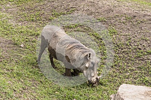 Warthogs on the grass