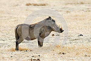 Warthog, in the Ngorongoro Crater, Tanzania