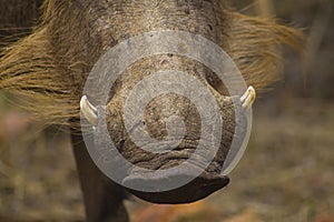 Warthog nose with tusks