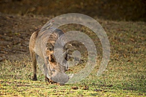 Warthog with Oxpecker photo