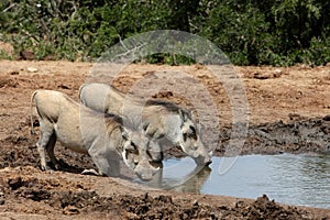 Warthog Pair