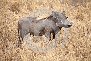 Warthog (Phacochoeros africanus)