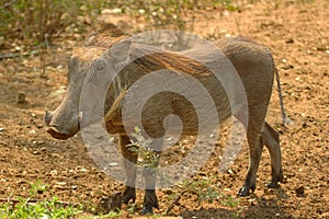 Warthog (Phacochoerus)