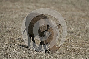 Warthog, Phacochoerus aethiopicus